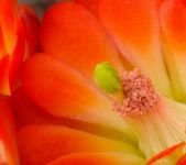 pic for Claret Cup Cactus Blossom 